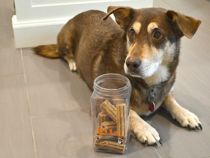 How to Organise Pet Supplies Without Making Your Home Feel Cluttered